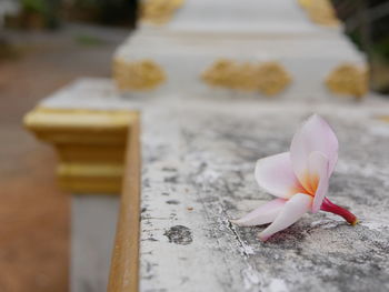 Selective focus of pinkish-white leelawadee flower falling on the fence of a buddhist temple