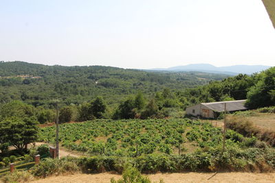 Scenic view of agricultural field against clear sky