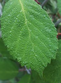 Close-up of water drops on leaf