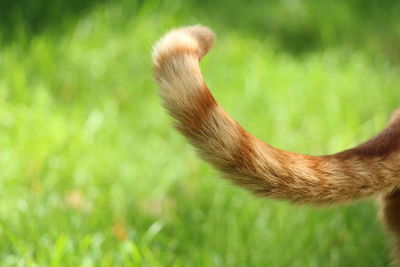 Cropped image of cat tail against grass