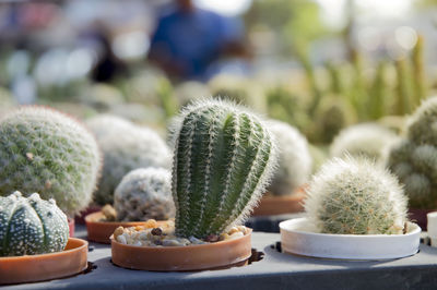 Close-up of succulent plant