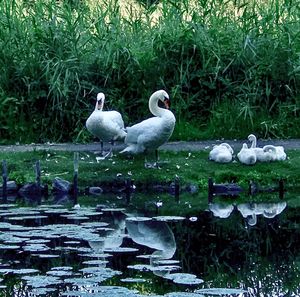 Ducks on a lake