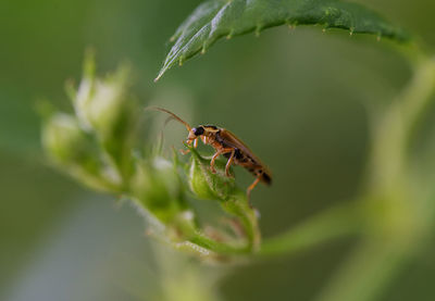 Close-up of insect on leaf