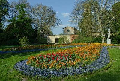 Yellow flowers growing on field