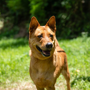 Portrait of dog on field