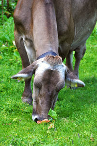 View of a horse on field