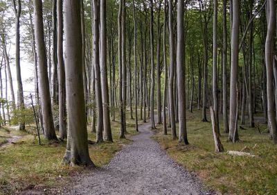 Road passing through forest