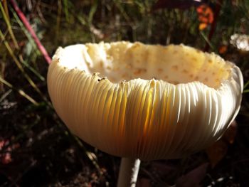 Close-up of mushroom growing outdoors