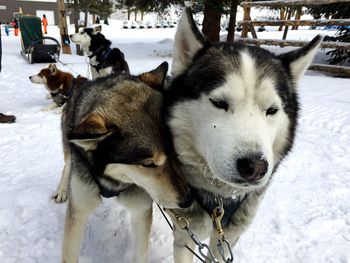 Close-up of dog on snow field