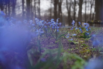 Purple flowering plants on land