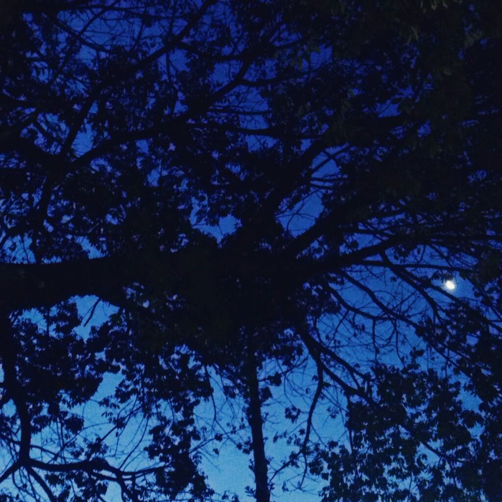 low angle view, tree, branch, growth, nature, silhouette, sky, tranquility, bare tree, beauty in nature, outdoors, tree trunk, backgrounds, no people, day, scenics, sunlight, full frame, auto post production filter, high section