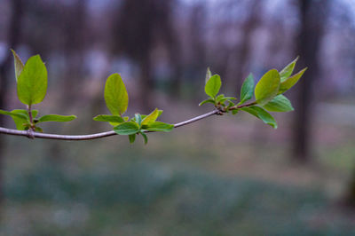 Close-up of plant growing on land