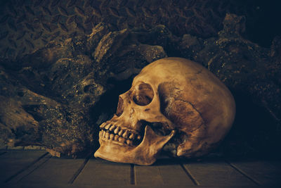 Close-up of human skull