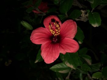 Close-up of red flowering plant