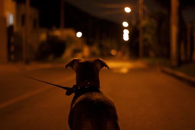 View of dog on street at night