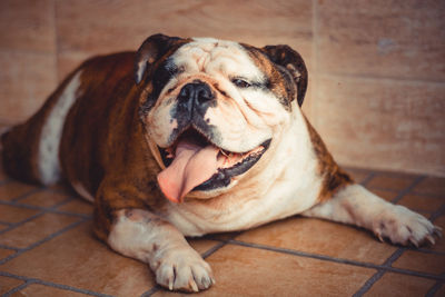 Portrait of dog sitting on floor