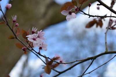 Close-up of cherry blossoms in spring