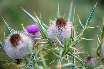 Close-up of thistle flowers on field