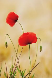 Close-up of poppy flowers against blurred background