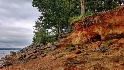 Tree on rock against sky