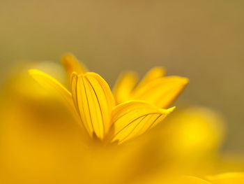 Close-up of yellow flower