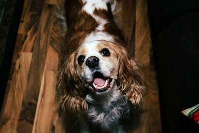 Close-up portrait of dog