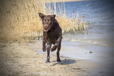 Dog running on wet shore