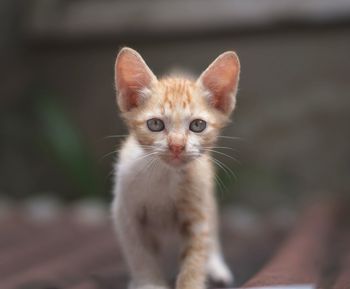 Close-up portrait of a kitten