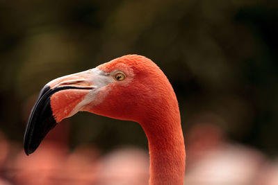 Close-up of duck