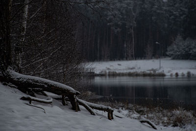 View of roots on snow covered land