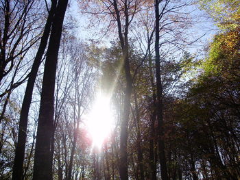 Low angle view of trees in forest