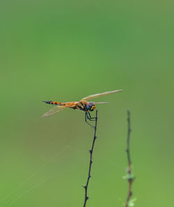 Close-up of dragon fly on green leaf