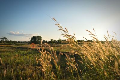 Hay bales in a field