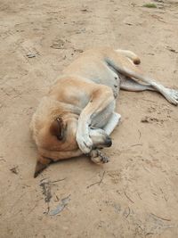 High angle view of dog resting on sand