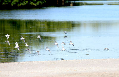 Flock of seagulls at the lake