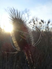 Close-up of flower bud against sky