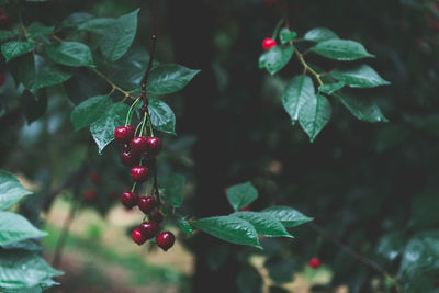 Close-up of berries growing on tree