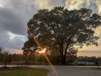 Trees against sky during sunset