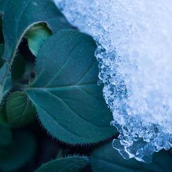 Close-up of water drops on leaf