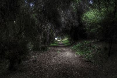 Road amidst trees in forest