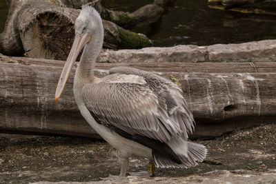 Close-up of bird