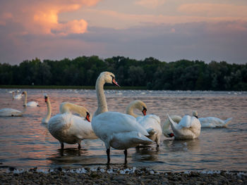 Swans at sunset on the lake shore