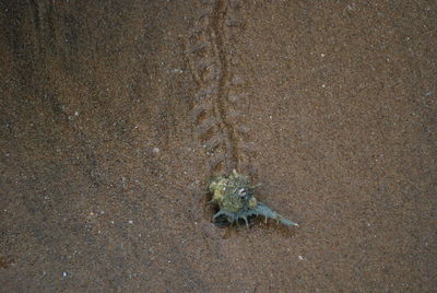 High angle view of lizard on beach