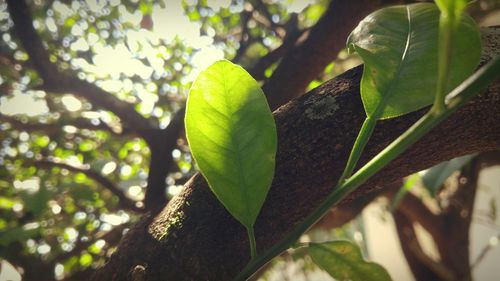 Close-up of plant