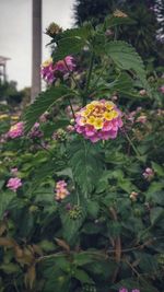 Close-up of pink flowering plants