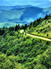 High angle view of trees in forest