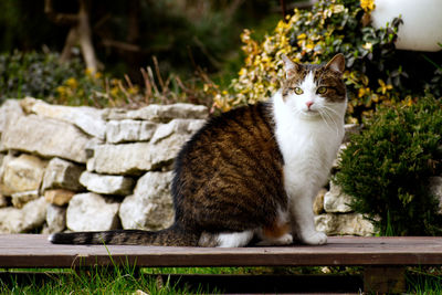 Portrait of cat sitting outdoors