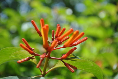 Close-up of flower blooming outdoors