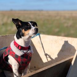 Dog looking away