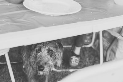 Portrait of dog under dining table